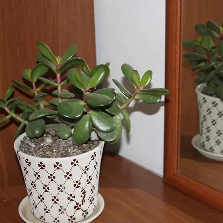 Appartamento Bledi's Cozy In New Blvd